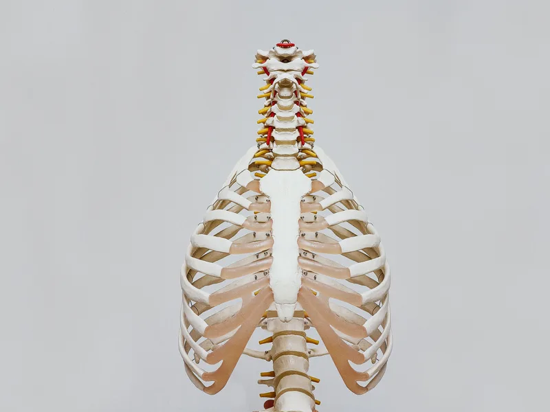 How X-Rays works at Live Well Family Chiropractic